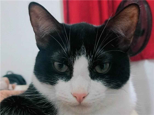 Gato para adoção Macho Médio 7 a 11 meses