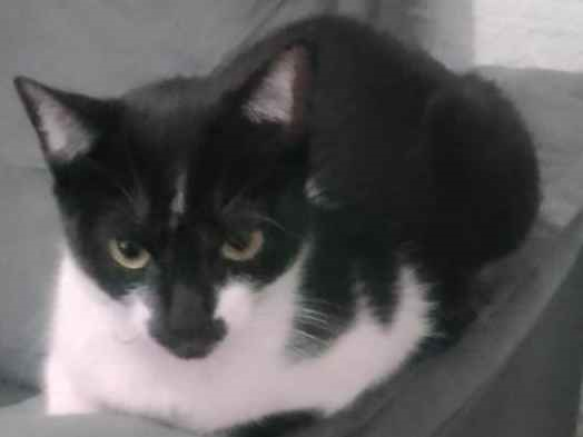 Gato para adoção Fêmea Pequeno 7 a 11 meses