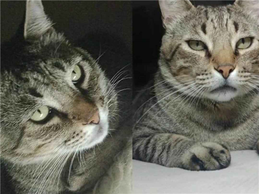 Gato Procura-Perdido Macho Médio 5 anos 