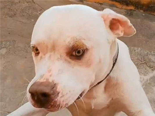 Cachorro cão para adoção Macho Médio  1 ano 