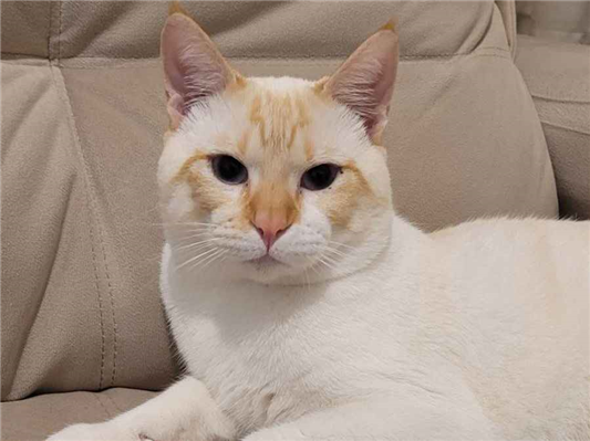 Gato para adoção Macho Médio 2 a 6 meses