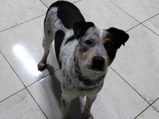 Cachorro cão para adoção Fêmea Médio  2 anos 