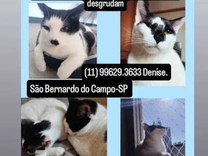 Gato SRD-ViraLata Pequeno 3-anos