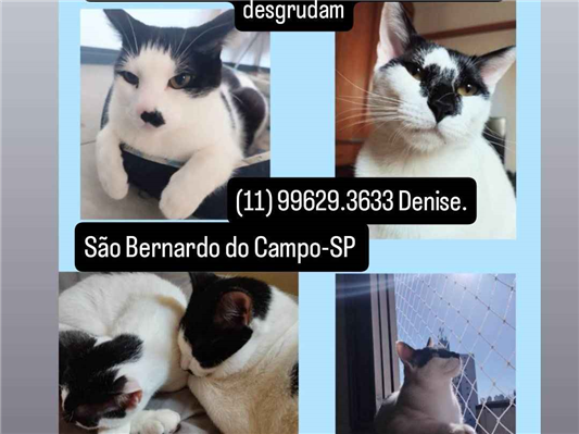 Gato para adoção Macho Pequeno 3 anos