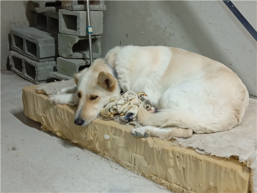 Cachorro cão para adoção Macho Grande 7 a 11 meses 