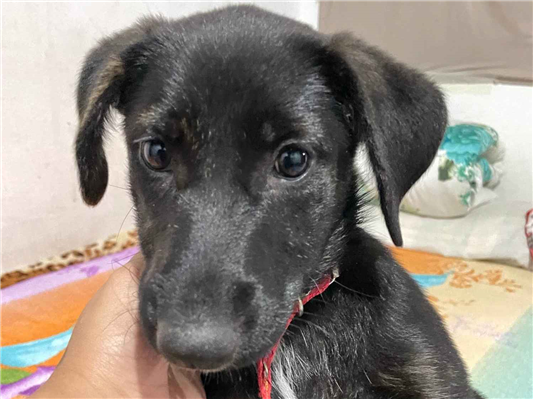 Cachorro cão para adoção Fêmea Grande 7 a 11 meses 