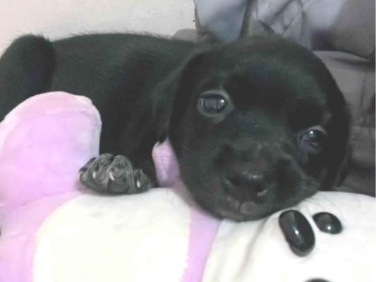 Cachorro cão para adoção Fêmea Médio  Abaixo de 2 meses 