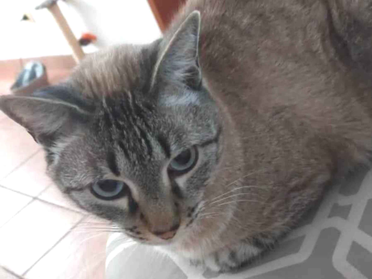 Gato Procura-Perdido Macho Médio 6 anos Acima 