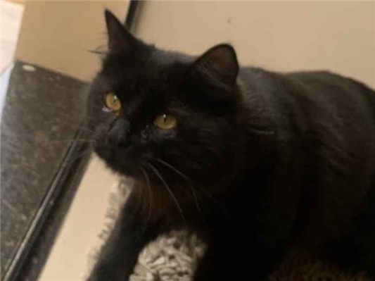 Gato para adoção Macho Médio 7 a 11 meses