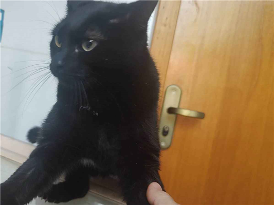 Gato para adoção Macho Pequeno 1 ano
