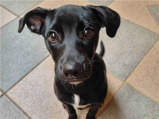 Cachorro cão para adoção Fêmea Médio  7 a 11 meses 