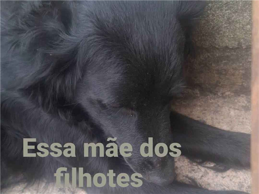 Cachorro cão para adoção Ambos Pequeno 2 a 6 meses 