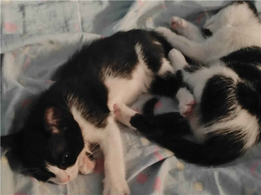 Gato para adoção Ambos Pequeno 2 a 6 meses
