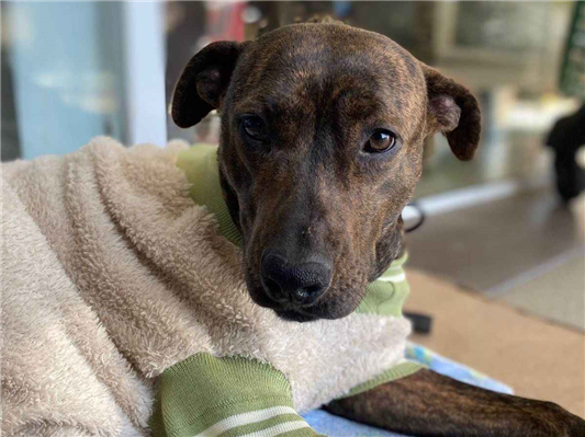 Cachorro cão para adoção Fêmea Médio  4 anos 