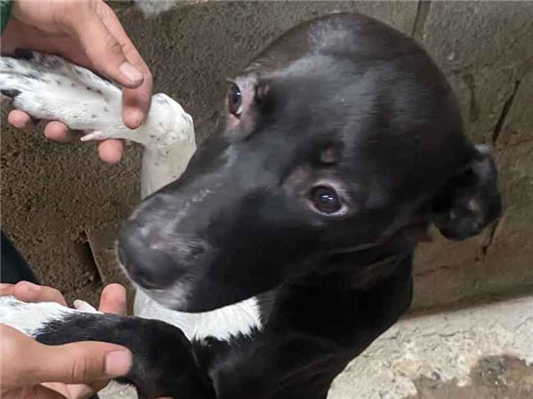 Cachorro cão para adoção Fêmea Médio  7 a 11 meses 