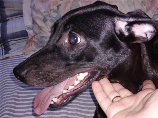 Cachorro cão para adoção Fêmea Médio  1 ano 