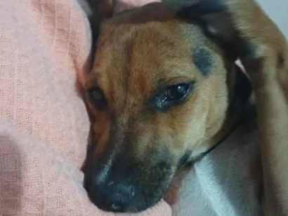 Cao SRD-ViraLata Medio 2-a-6-meses