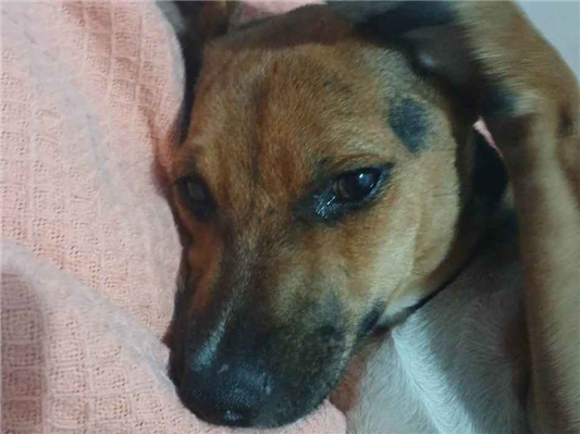 Cachorro cão para adoção Fêmea Médio  2 a 6 meses 