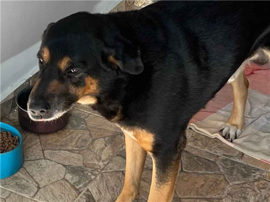Cachorro cão para adoção Macho Grande 4 anos 