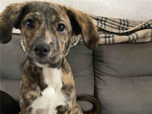 Cachorro cão para adoção Fêmea Médio  2 a 6 meses 