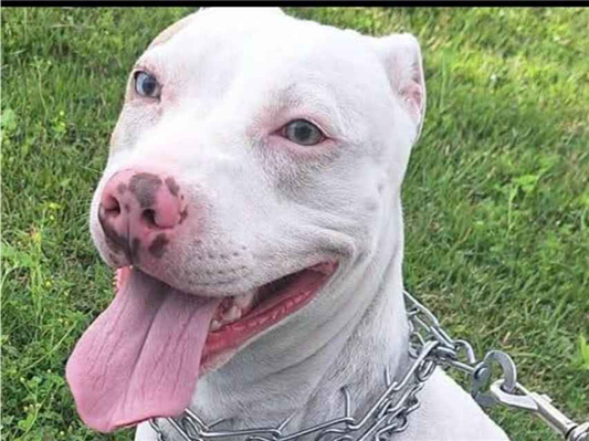 Cachorro cão para adoção Fêmea Médio  2 anos 