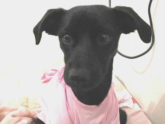 Cachorro cão para adoção Fêmea Pequeno 7 a 11 meses 