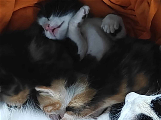 Gato - Ambos Pequeno2 a 6 meses