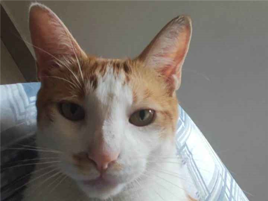 Gato Procura-Perdido Macho Grande 4 anos 