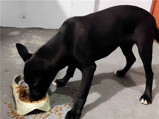 Cachorro cão para adoção Fêmea Médio  2 a 6 meses 