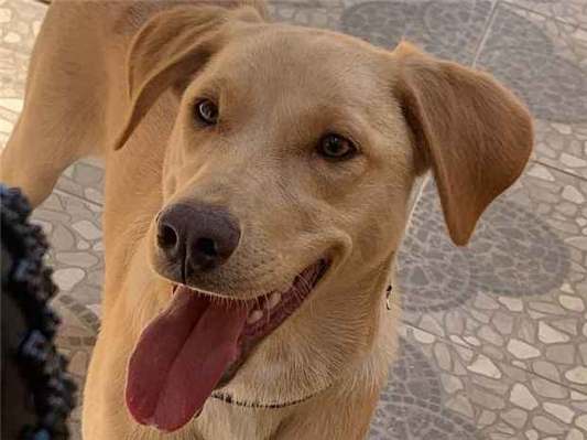 Cachorro cão para adoção Macho Médio  1 ano 