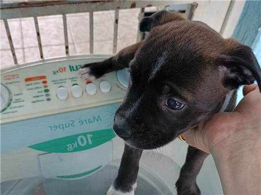 Cachorro cão para adoção Fêmea Pequeno Abaixo de 2 meses 