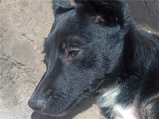 Cachorro cão para adoção Fêmea Médio  7 a 11 meses 