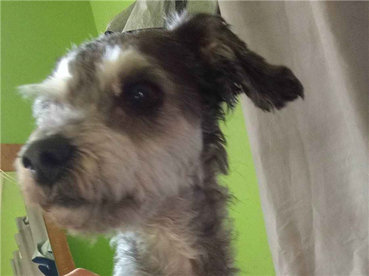Cachorro cão para adoção Macho Pequeno 4 anos 