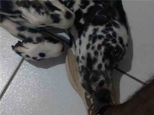 Cachorro cão para adoção Fêmea Médio  7 a 11 meses 