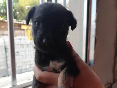 Cao SRD-ViraLata Medio 2-a-6-meses