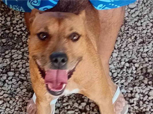 Cachorro cão para adoção Macho Médio  1 ano 