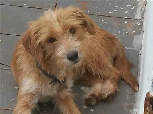 Cao Procura-Perdido Macho Médio 1 ano 