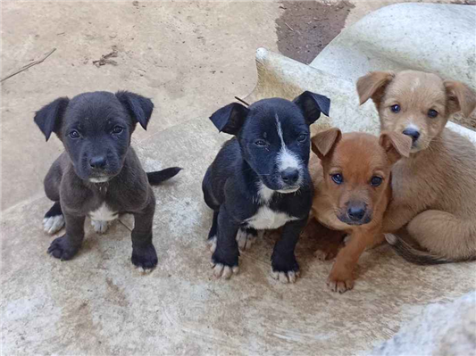 Cachorro cão para adoção Ambos Médio  Abaixo de 2 meses 