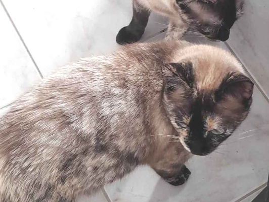 Gato para adoção Fêmea Pequeno 1 ano