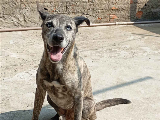 Cachorro cão para adoção Macho Médio  6 anos Acima 