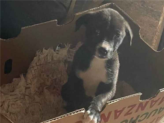 Cachorro cão para adoção Fêmea Pequeno Abaixo de 2 meses 