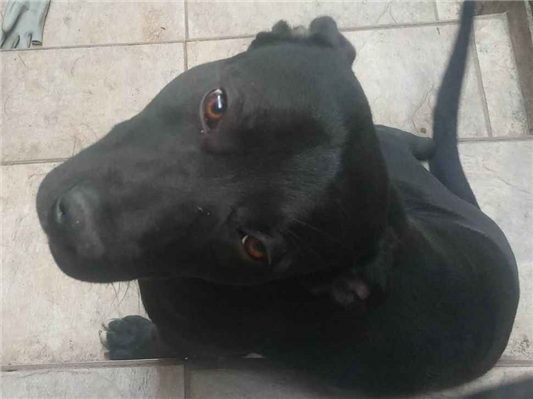 Cachorro cão para adoção Macho Grande 1 ano 