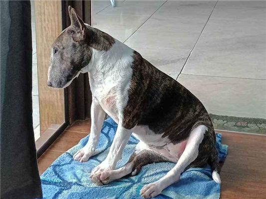 Cachorro cão para adoção Fêmea Médio  6 anos Acima 