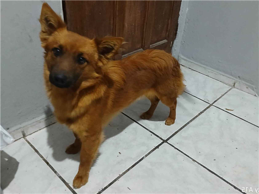 Cachorro cão para adoção Macho Médio  1 ano 