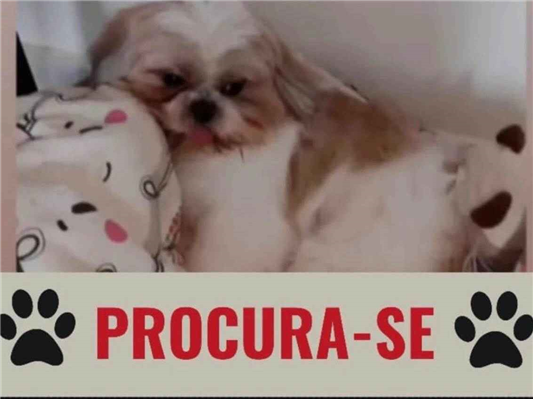 Cao Procura-Perdido Macho Pequeno 1 ano 