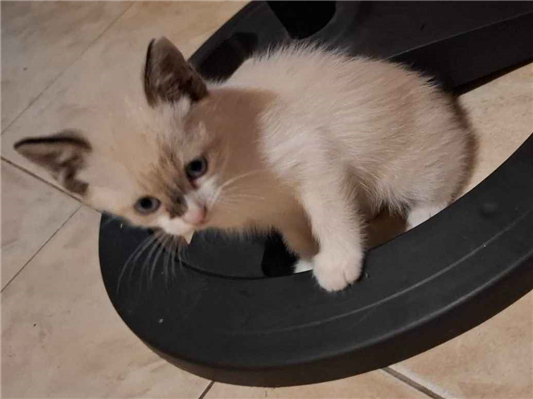 Gato - Fêmea Pequeno2 a 6 meses