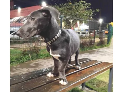 Cao Basset-Cofap Medio 2-a-6-meses