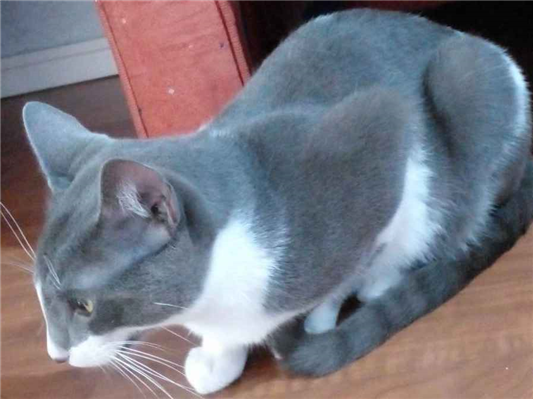 Gato para adoção Macho Médio 2 a 6 meses