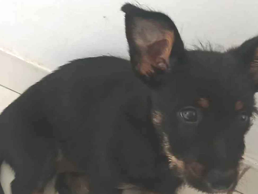 Cao - Fêmea PequenoAbaixo de 2 meses