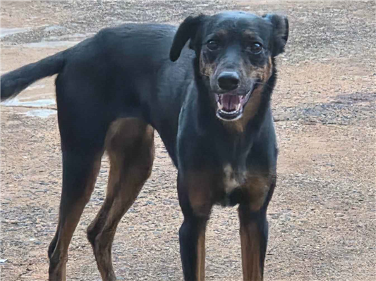 Cachorro cão para adoção Fêmea Médio  1 ano 